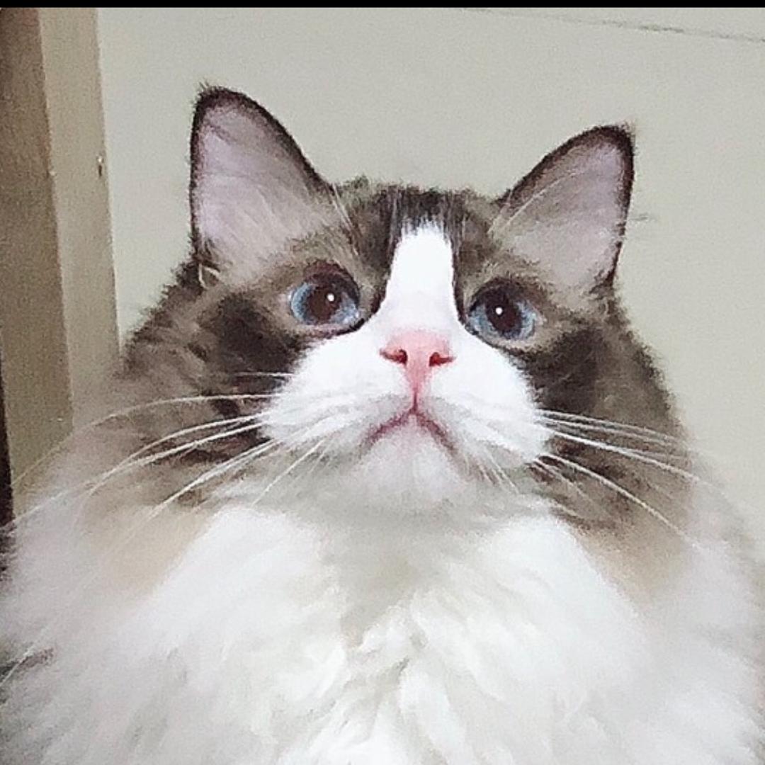 安德鲁之妈咪🦋