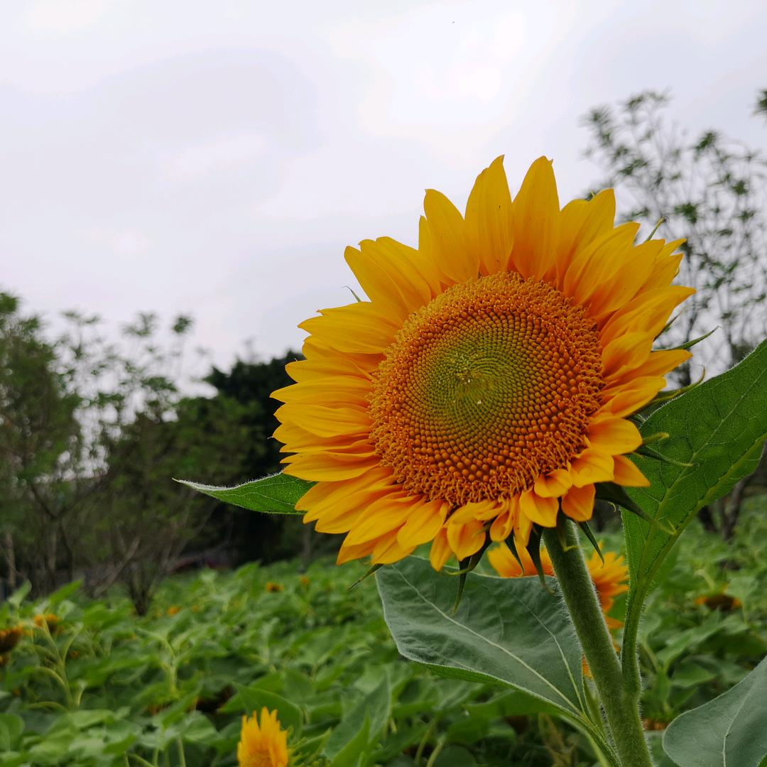 从你的全世界路过