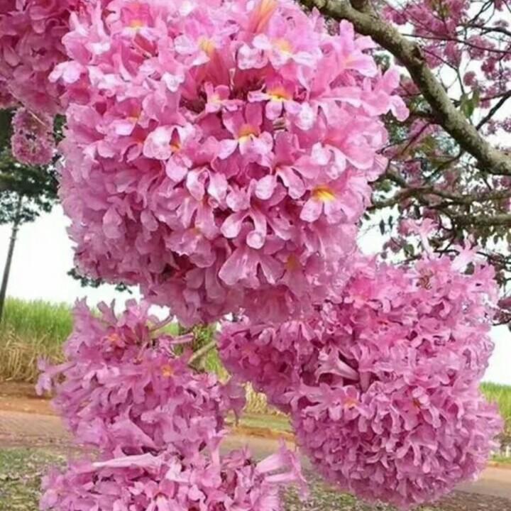 牛肉面美味凉皮