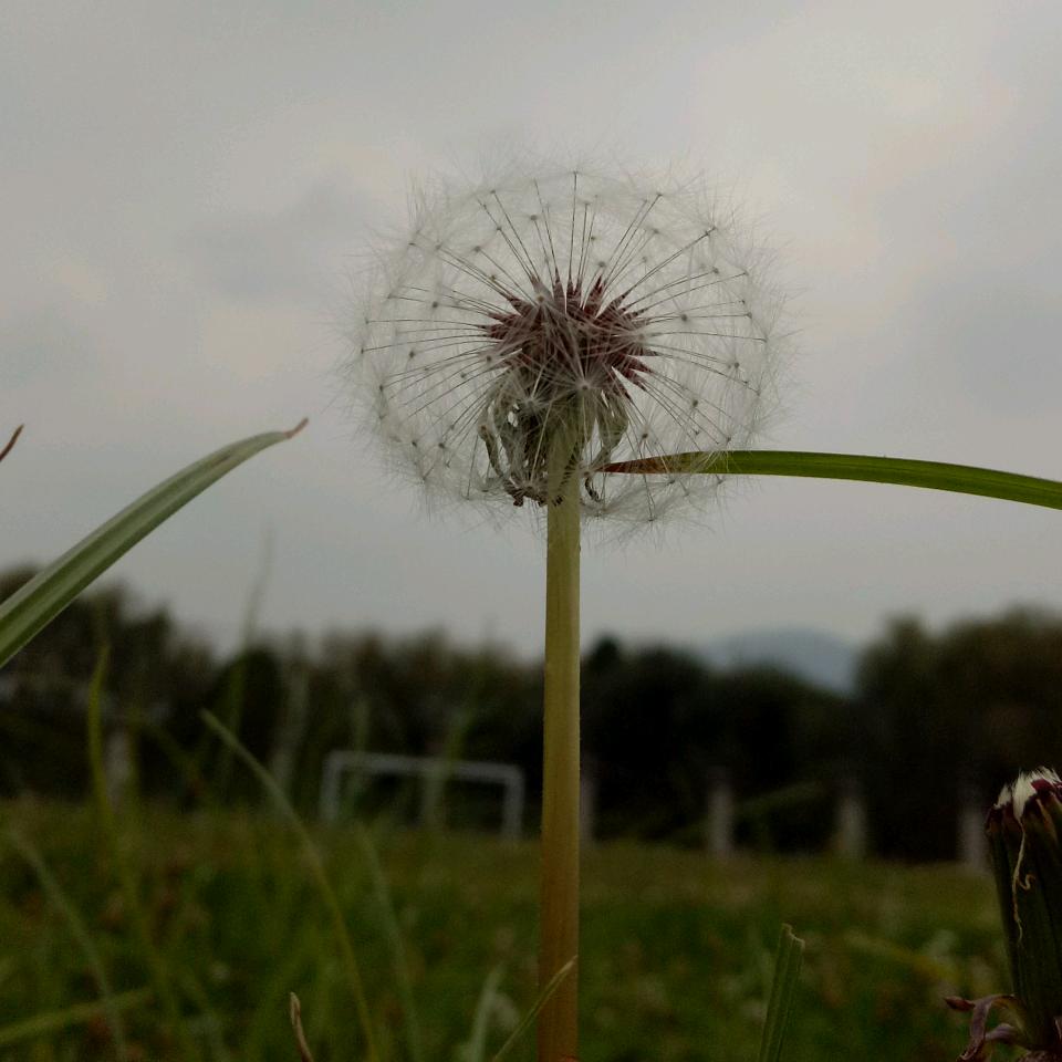 老厂中学斜对面鸭先生宜良脆皮烤鸭招收学徒