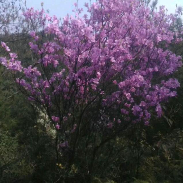 南山下，太阳鱼巴子，