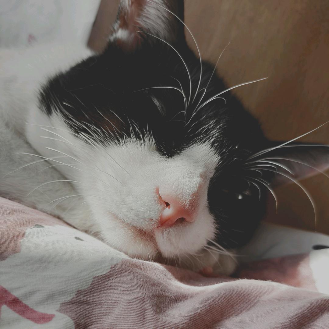 卷卷合肥猫咪寄养