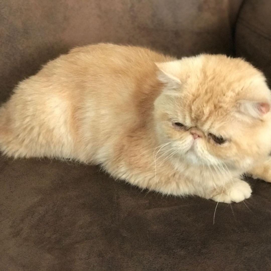 燕儿