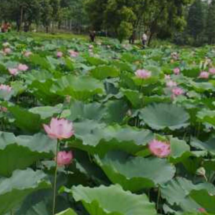 美丽水乡
