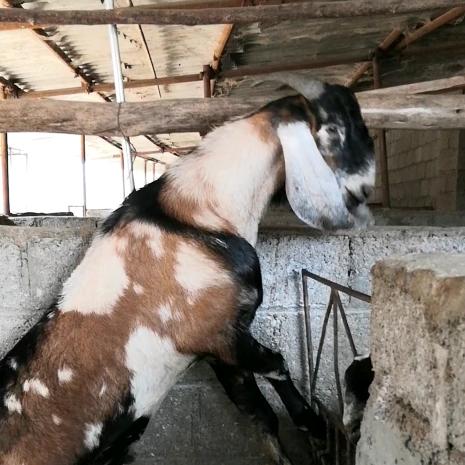 一根丝~努比亚宠物用品