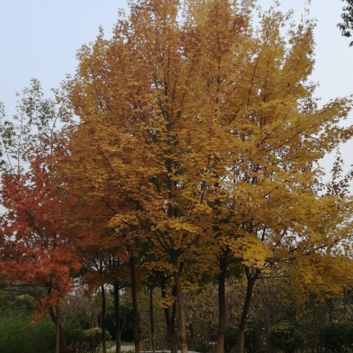 花蕊