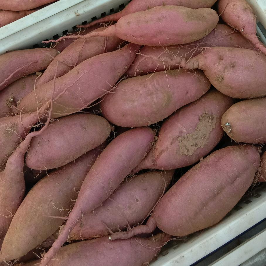 地瓜苗（慧谷莱芜赵顺红）