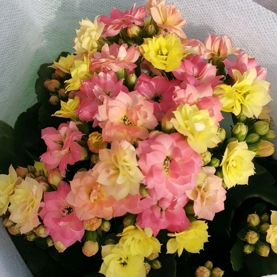 安馨家的花园