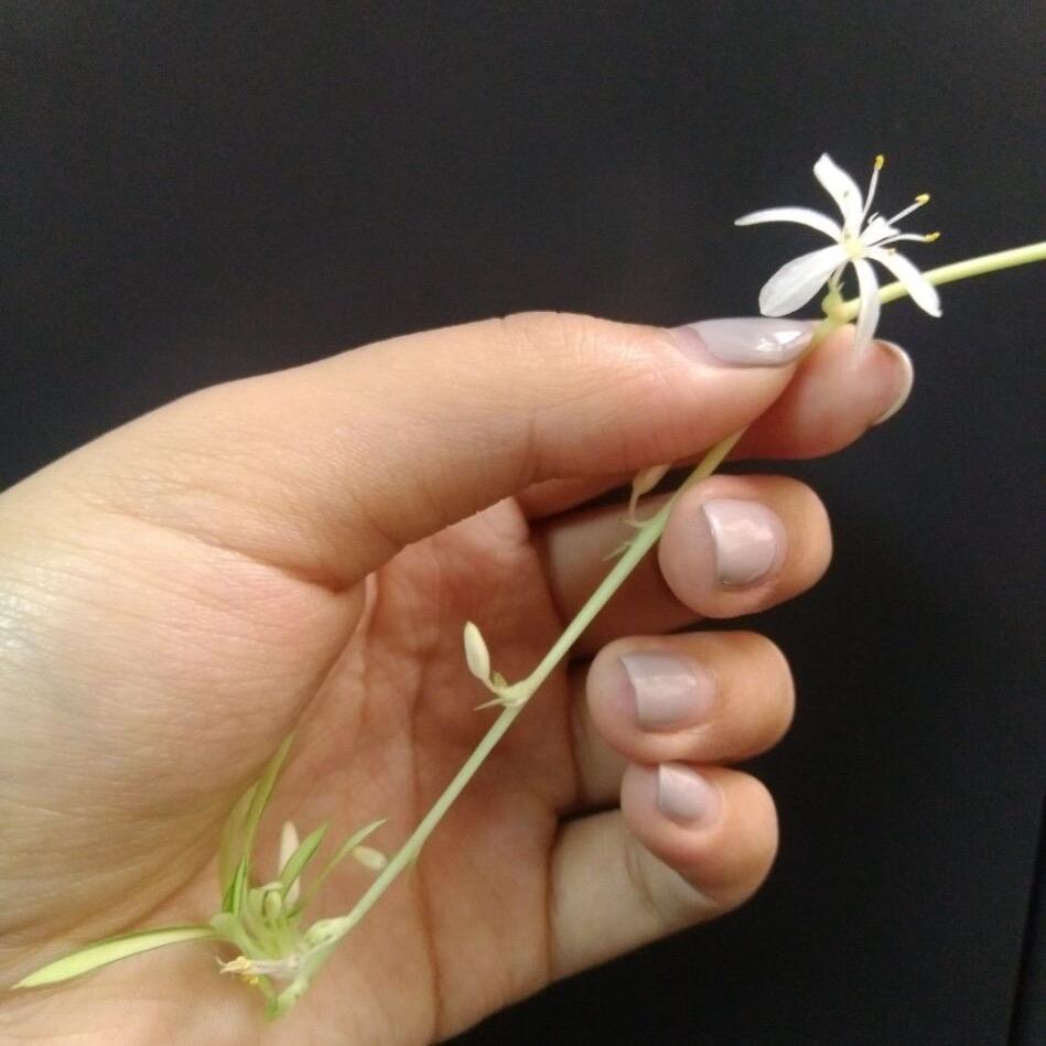 英姿飒爽
