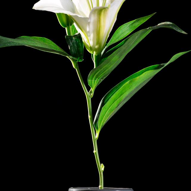 芬