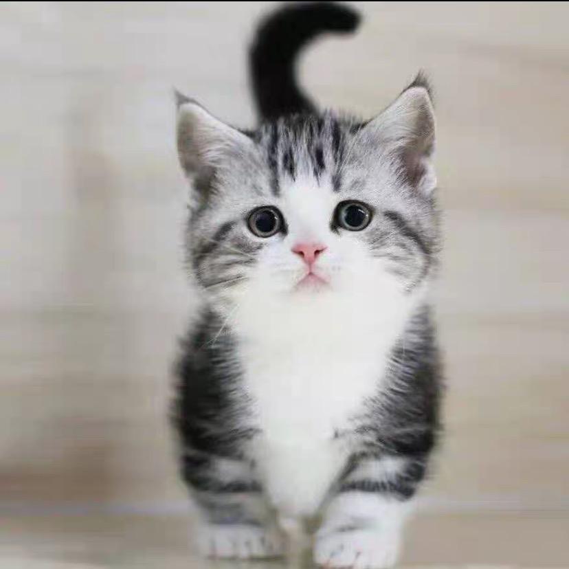 淘气喵喵🐱