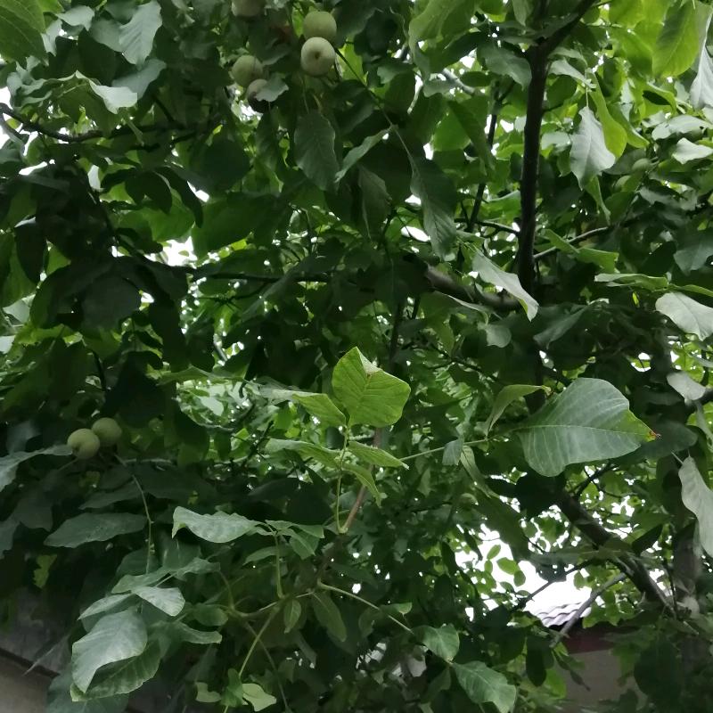 木兰花