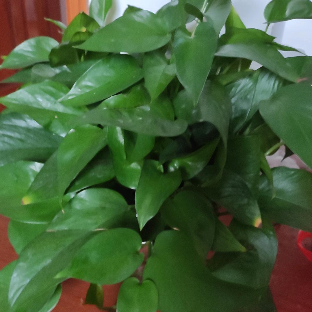 开心！🌹🌹🌹