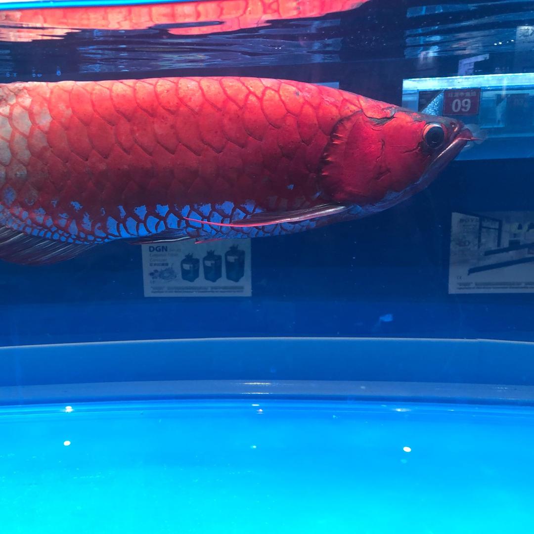 鱼儿咖啡（鱼家仙草）