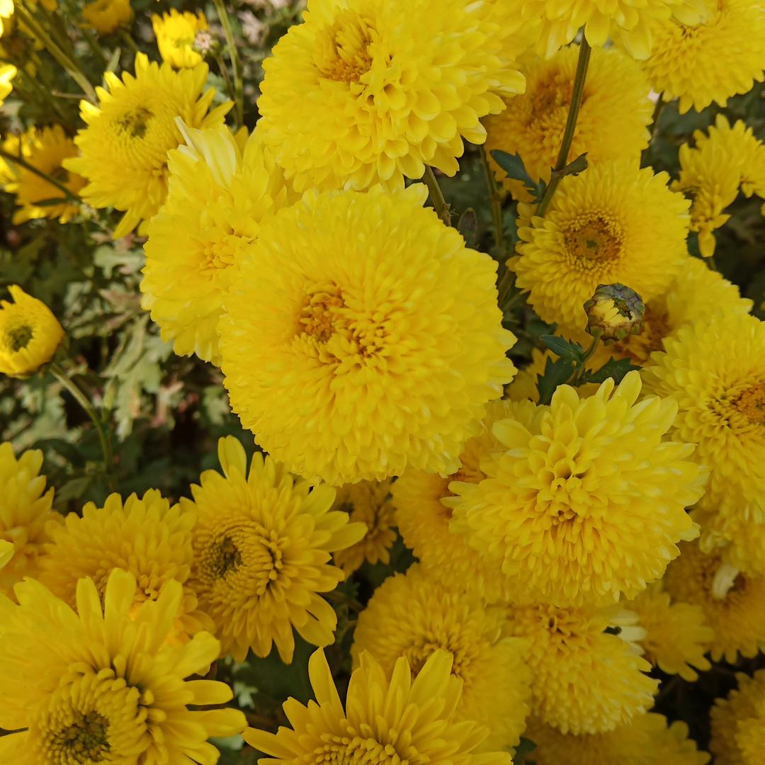 菊花大王