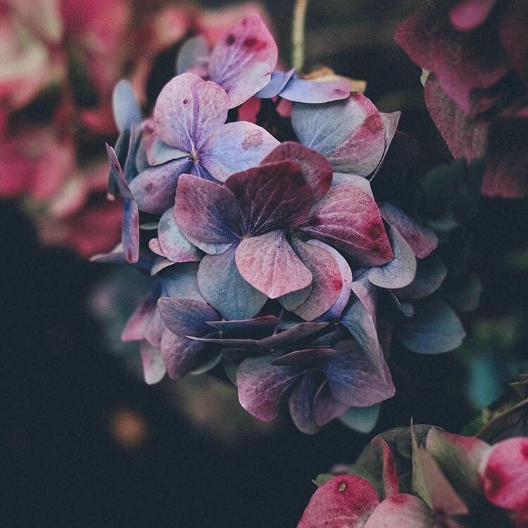 波罗蜜