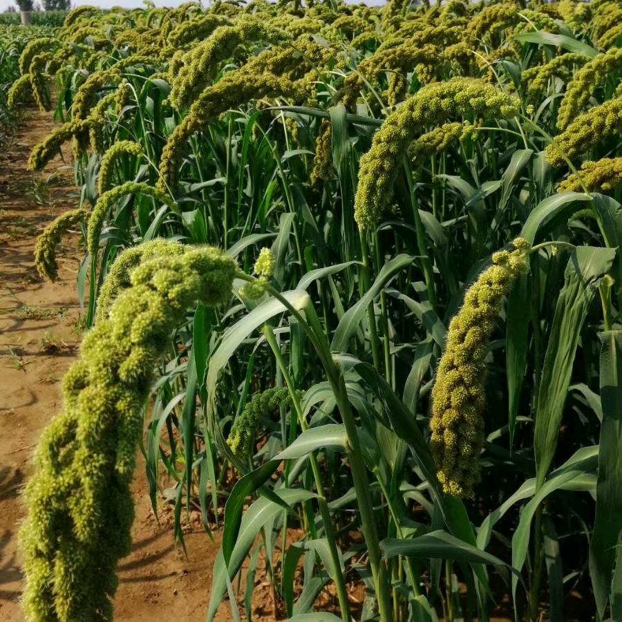 河北一粟农业科技有限公司