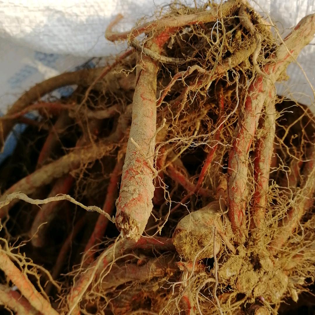 药香禹州