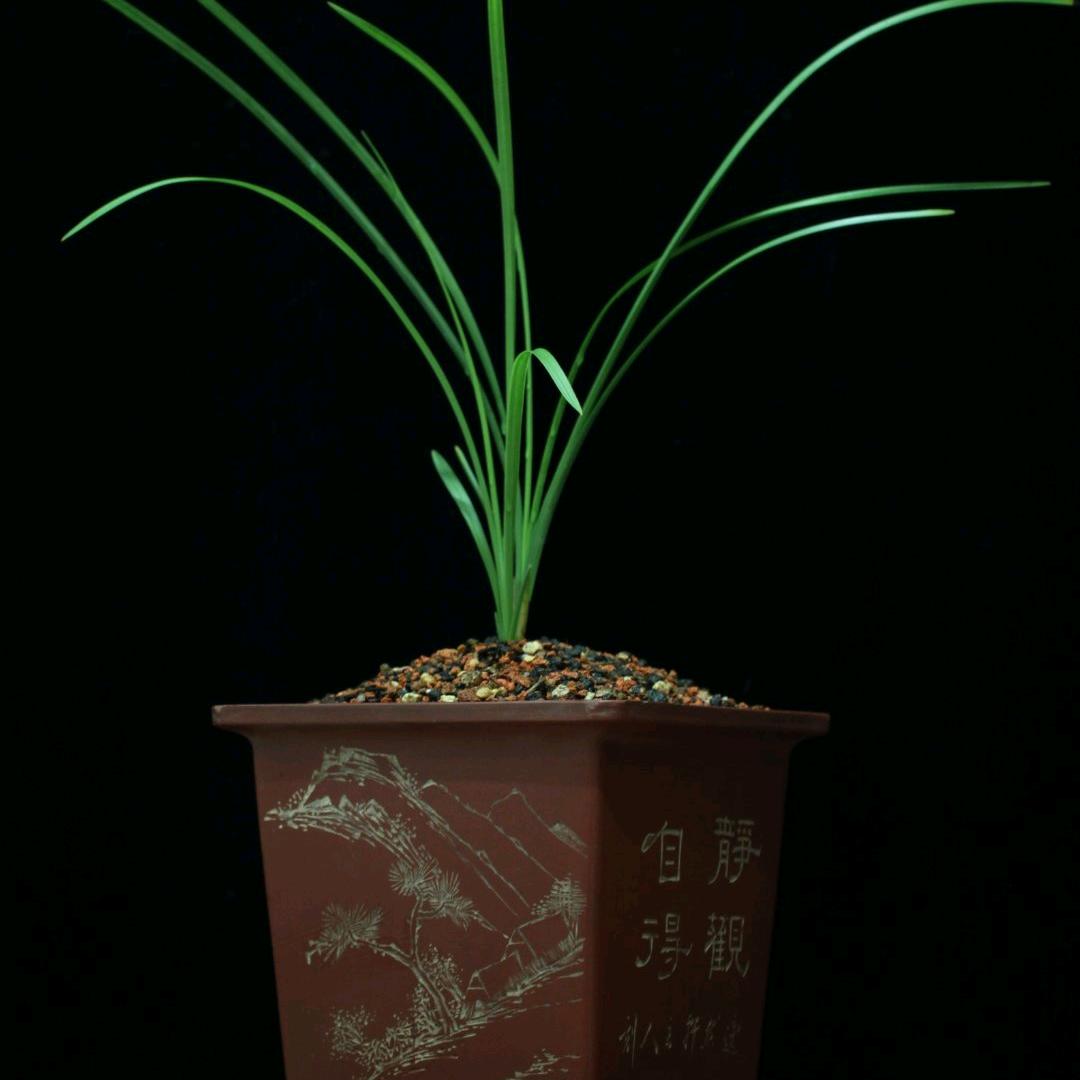 稼森