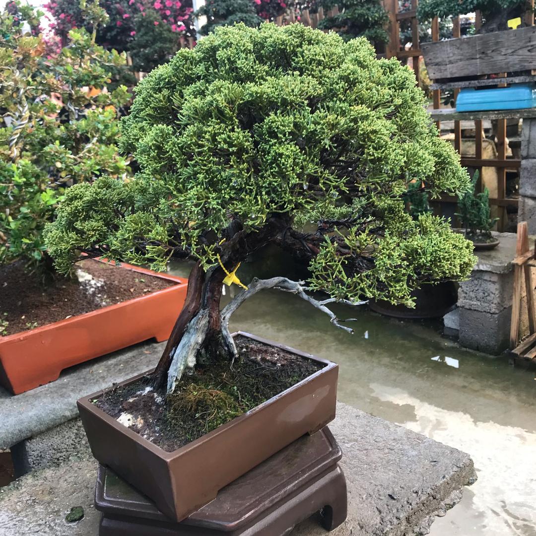 沭阳县优乐轩花卉经营部