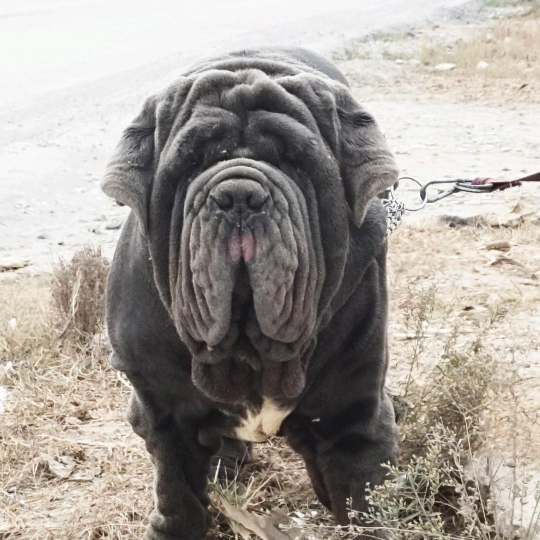 纽波利顿护卫犬