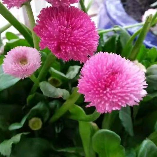 六月虎