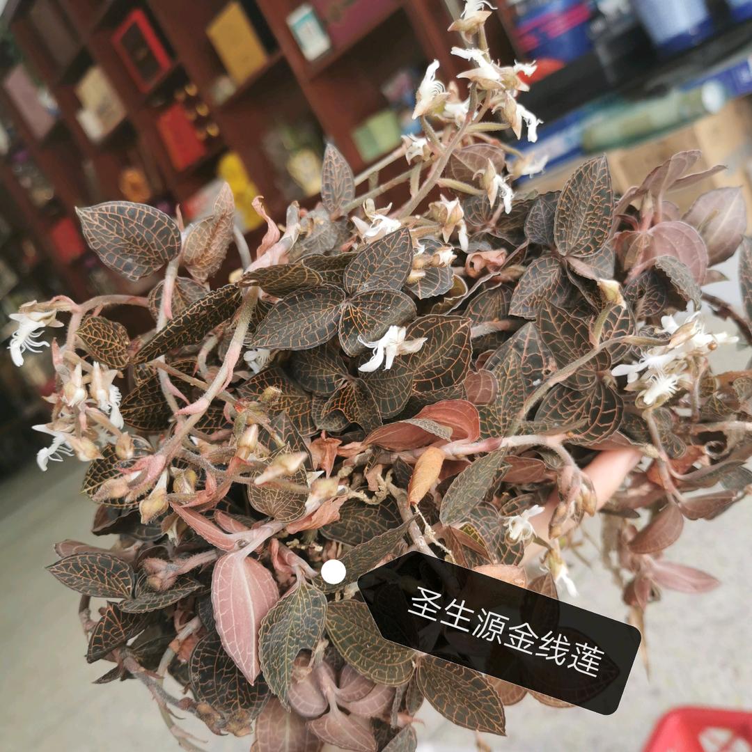 梅州大埔黄杨