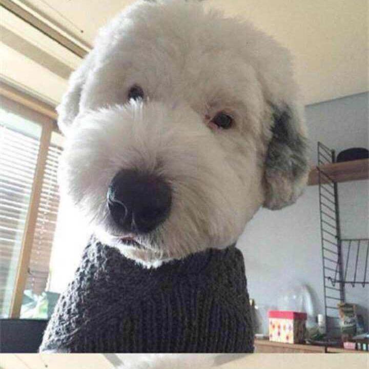 是萝卜哦