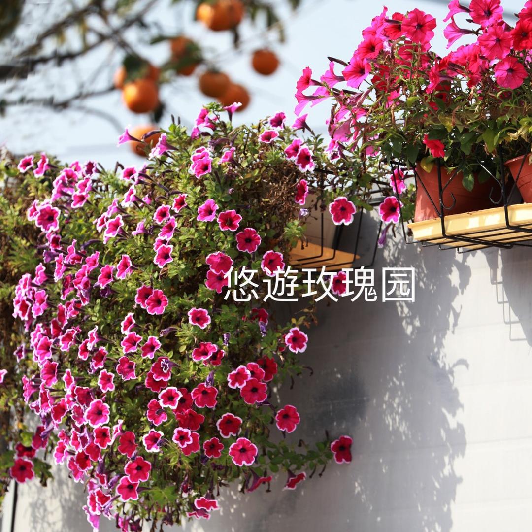 玫瑰  小君