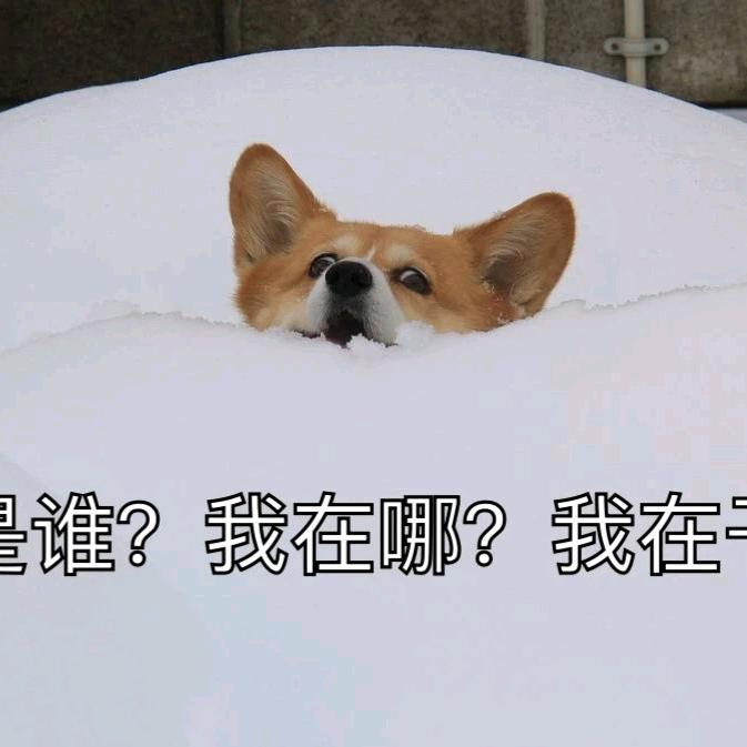 🌸开心萌宠