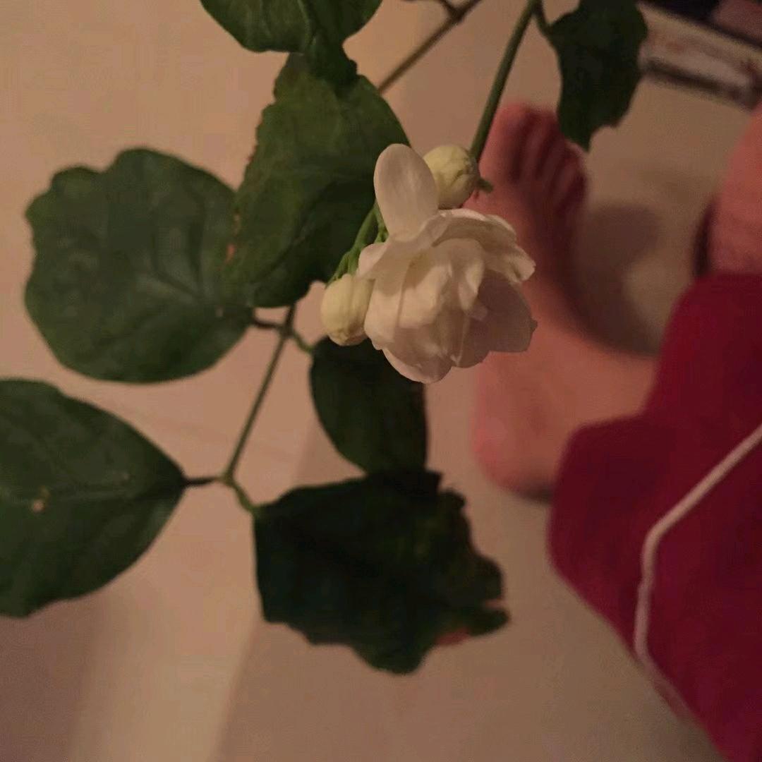 @章鱼小丸子