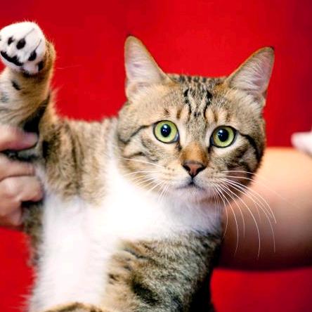 金鱼驴猫