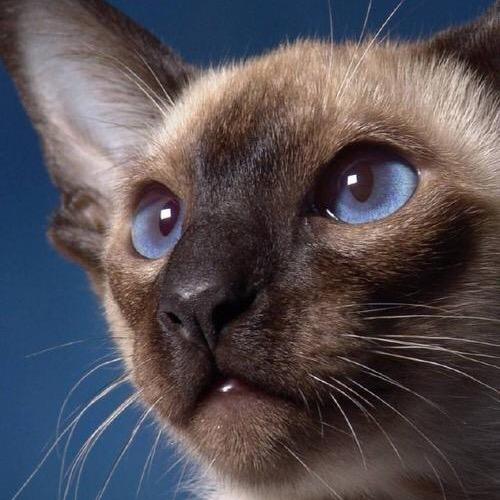 全球吴彦祖中国分祖