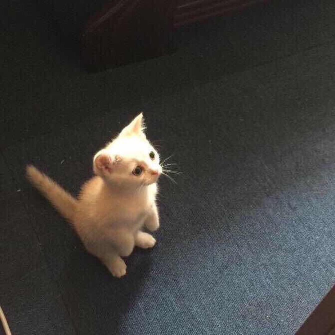 mimi虾条