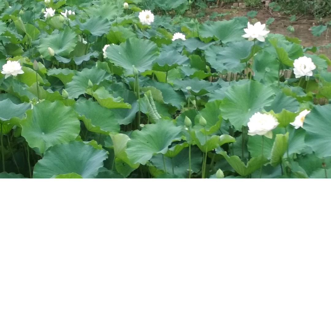 用户幸福平安