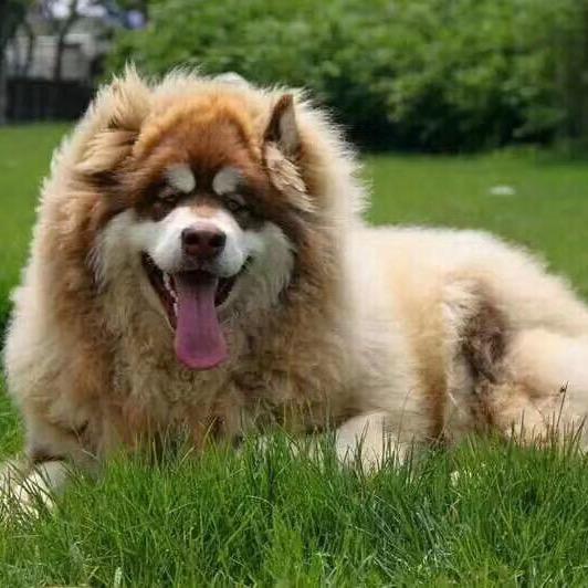 小马精品犬舍
