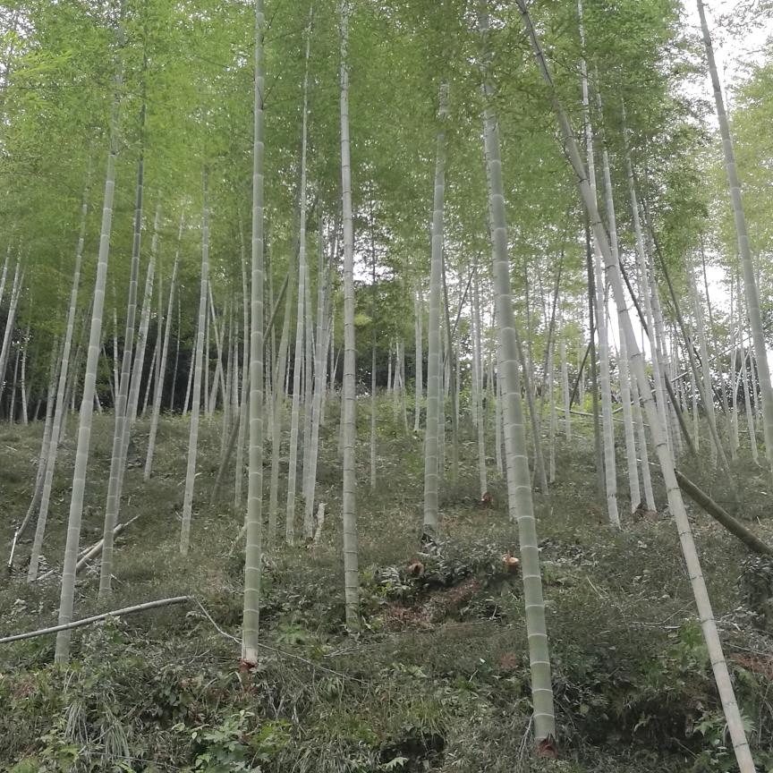 祁门查尔斯顿眼镜店