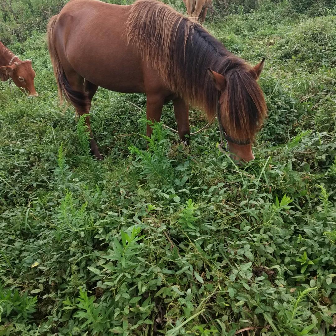 老兵草莓采摘园