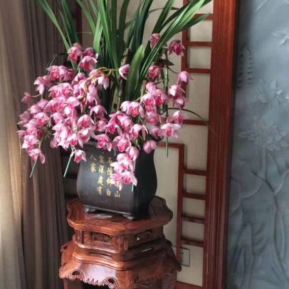 摇摆涛涛