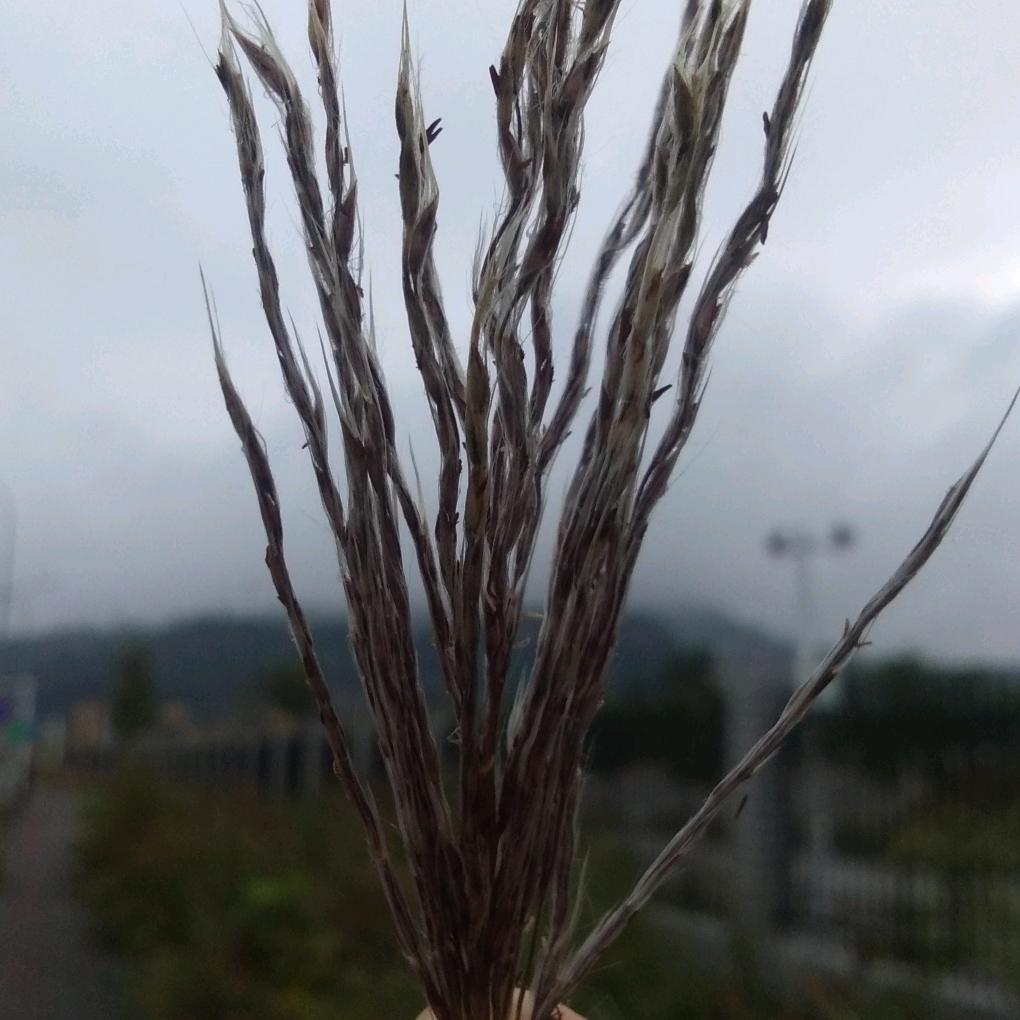 王二妹《茂盛小树🌲》