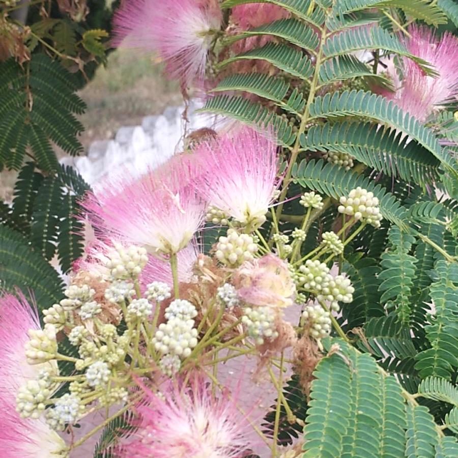 🌸童心