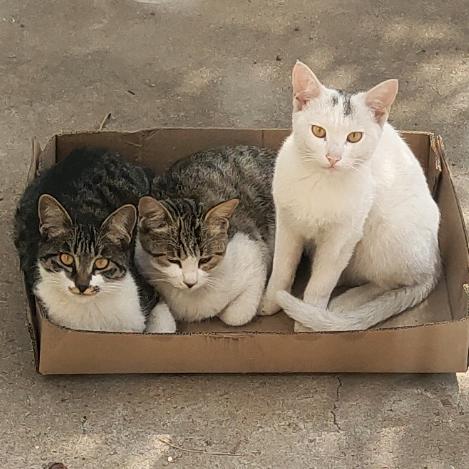 两个一起恰恰好