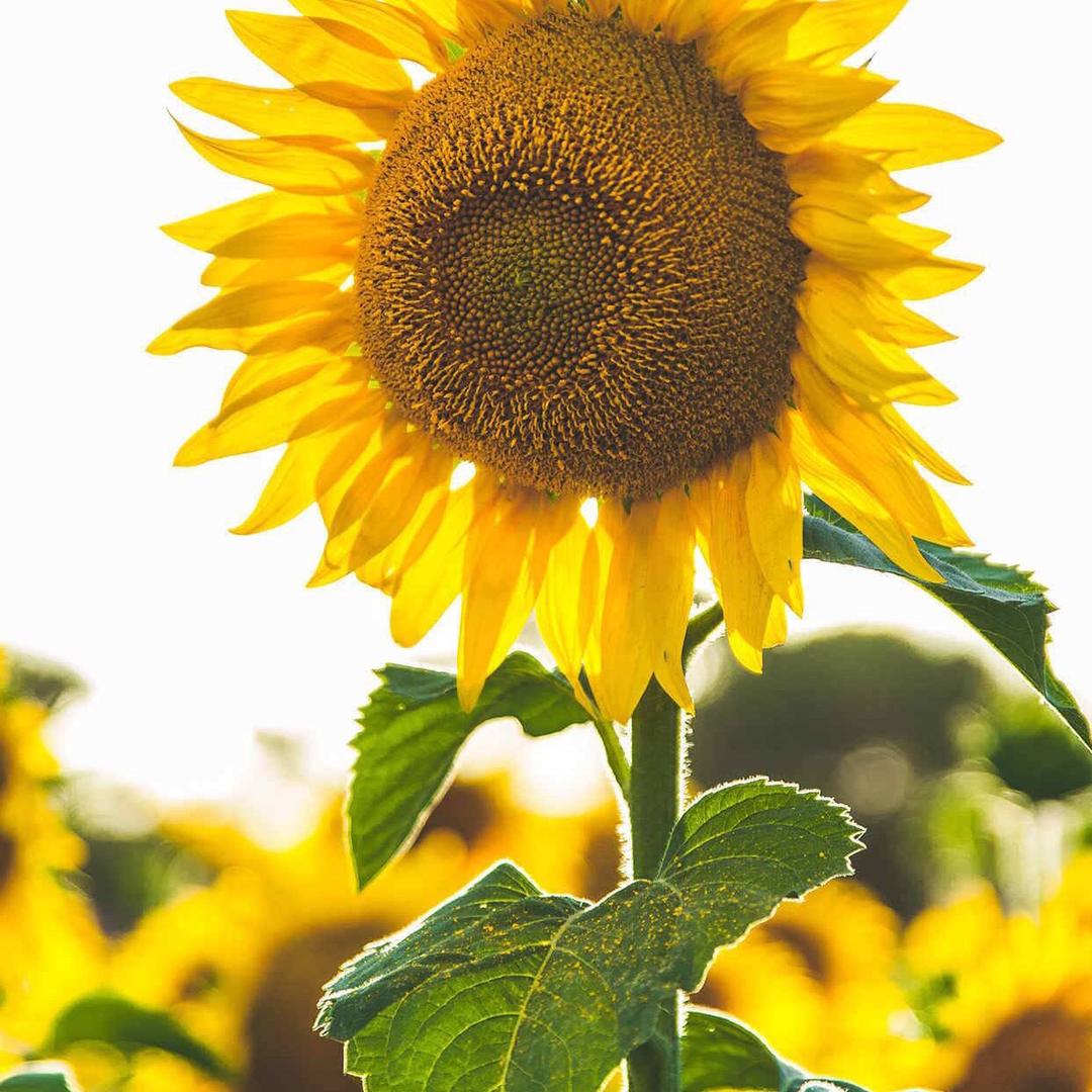 就是不好好活着