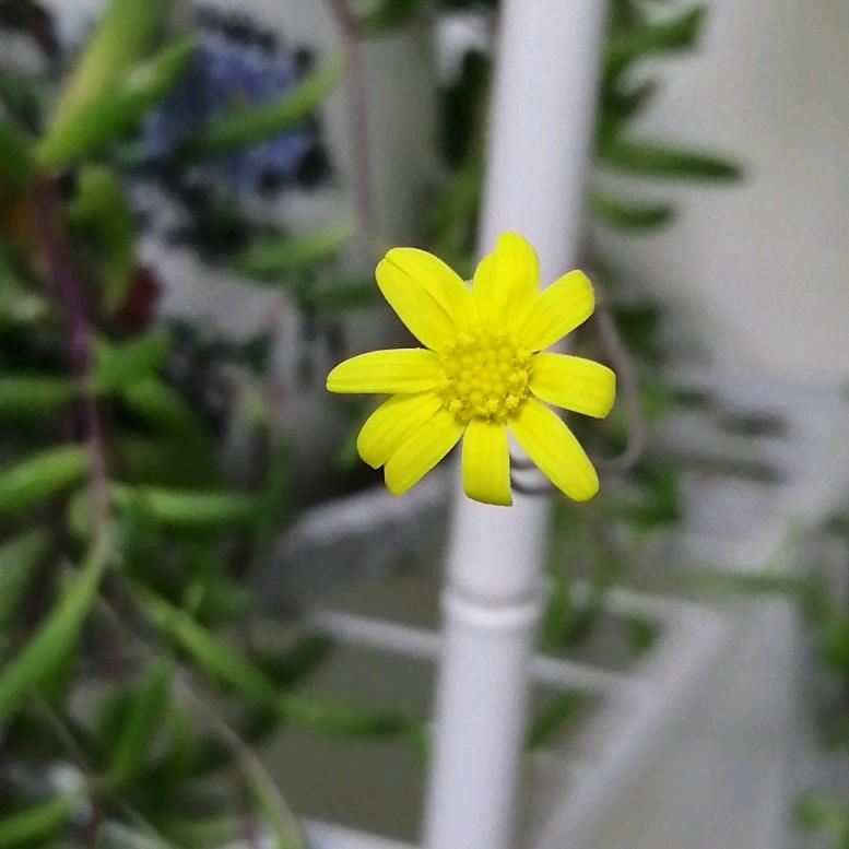 西贝子（拒绝连赞）