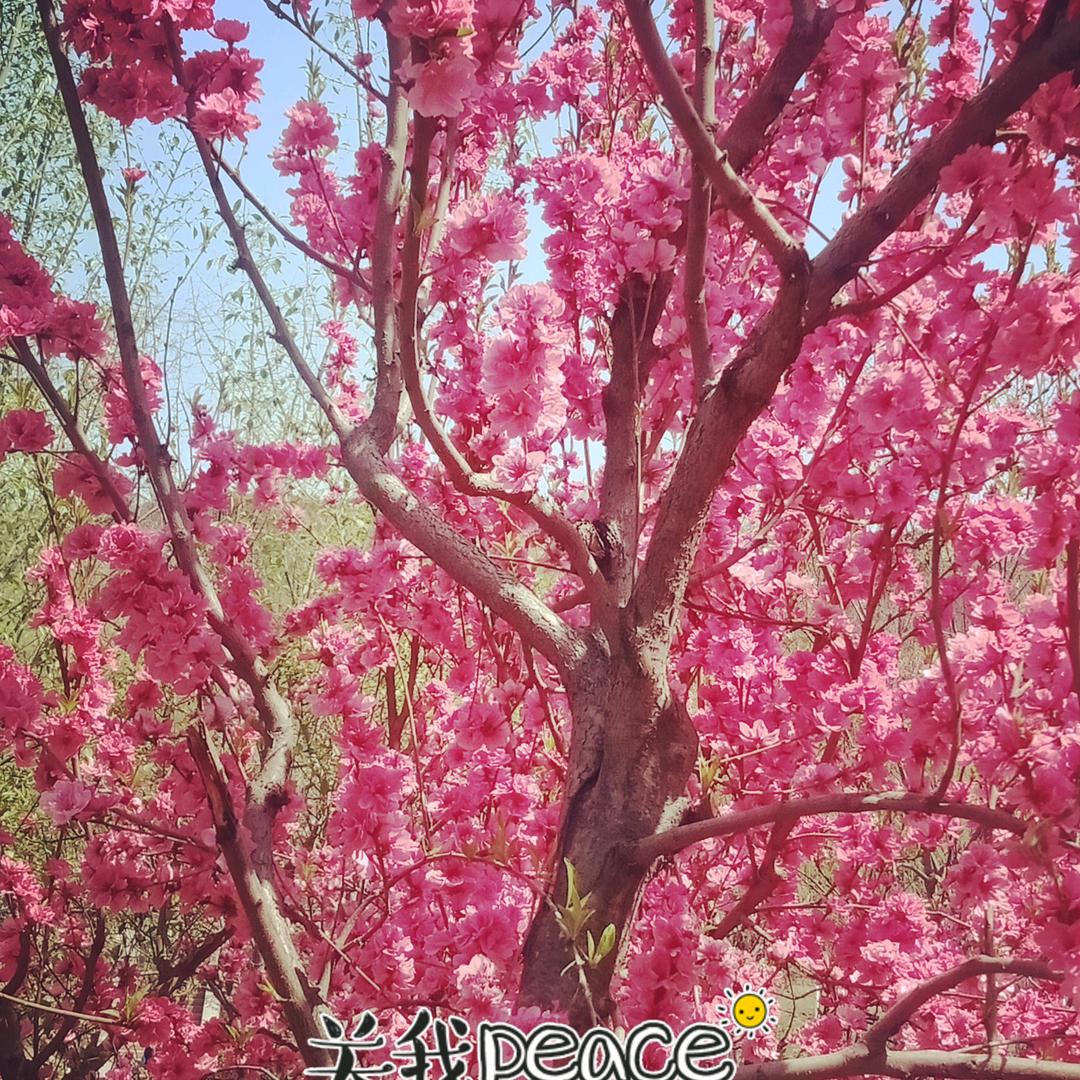 一生平安🌸