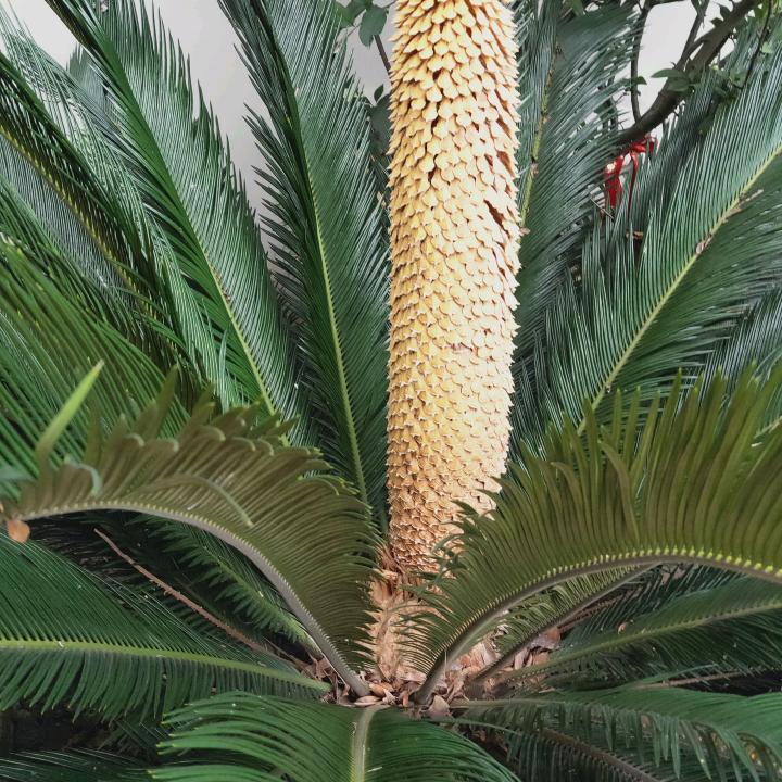 石头