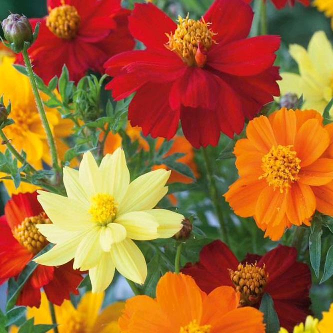 文二庄鲜桃采摘园)