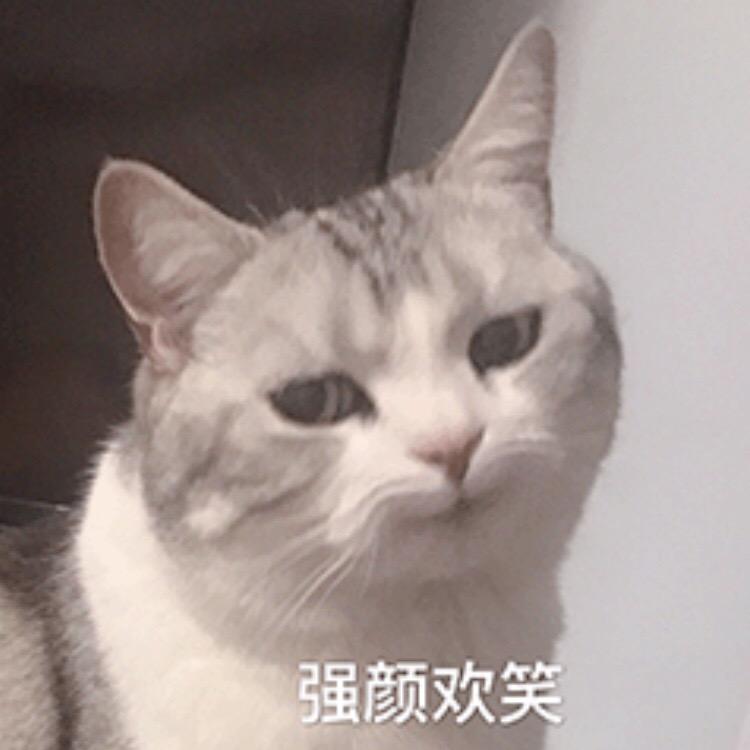 鼠鼠a