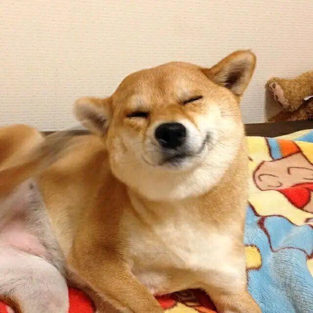 芯芯芯