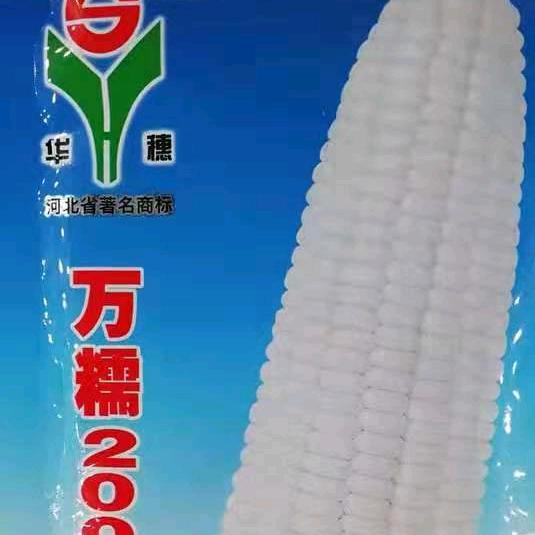 万糯玉米，小猪佩奇